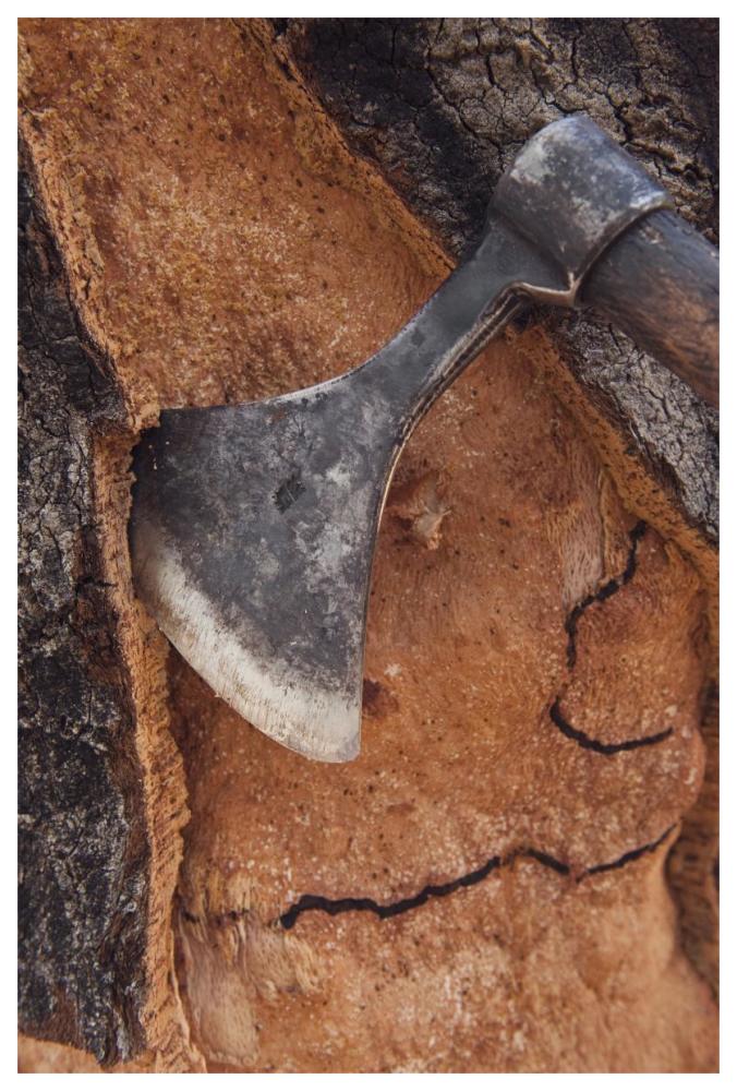 Cork Oak bark being harvested for wine corks and other products, San Vicente de Alcantara, Extremadura, Spain-Paper Art-42"x62"