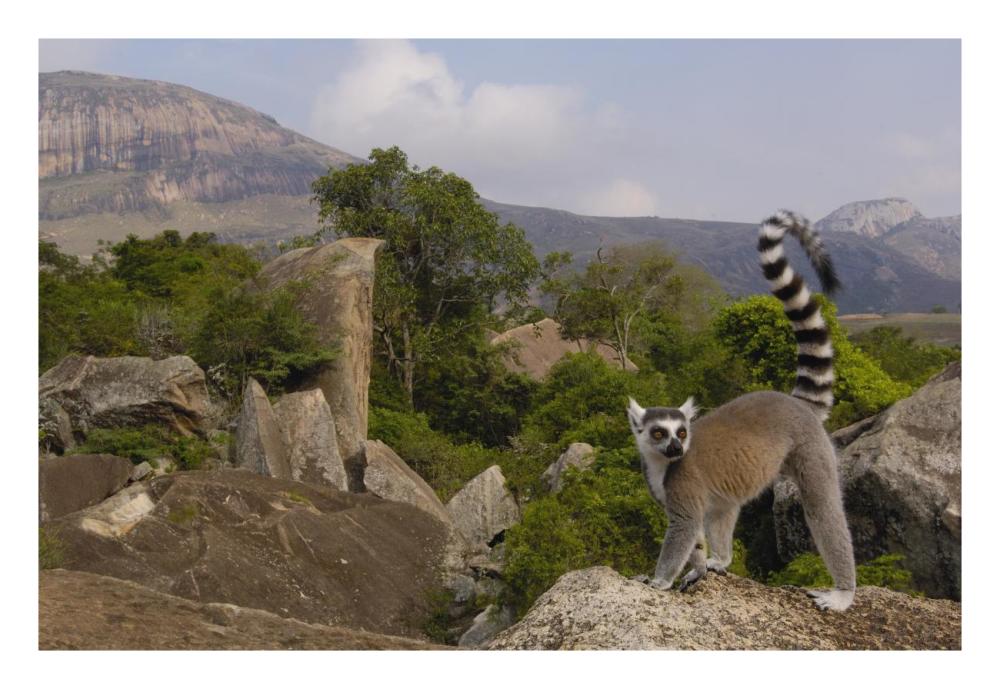 Ring-tailed Lemur portrait on rocks overlooking the Andringitra Mountains, vulnerable, south central Madagascar-Paper Art-26"x18"