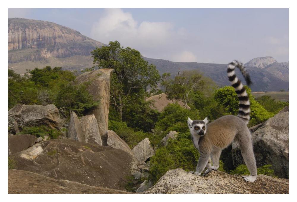 Ring-tailed Lemur portrait on rocks overlooking the Andringitra Mountains, vulnerable, south central Madagascar-Paper Art-38"x26"