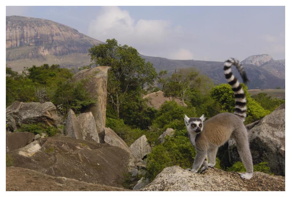 Ring-tailed Lemur portrait on rocks overlooking the Andringitra Mountains, vulnerable, south central Madagascar-Paper Art-50"x34"