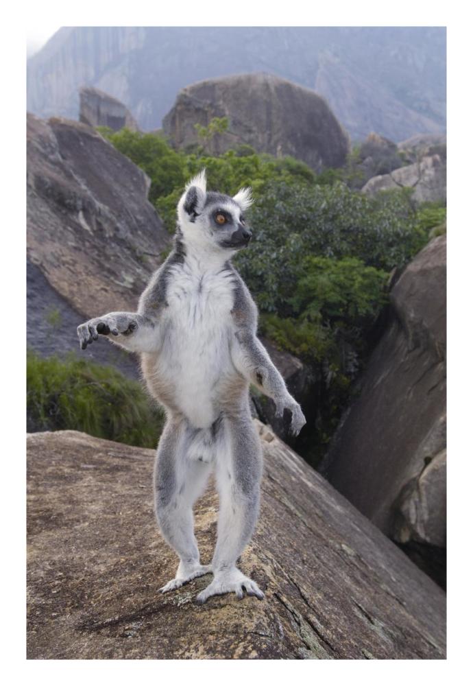 Ring-tailed Lemur male walking upright on rocks in the Andringitra Mountains, vulnerable, south central Madagascar-Paper Art-18"x26"