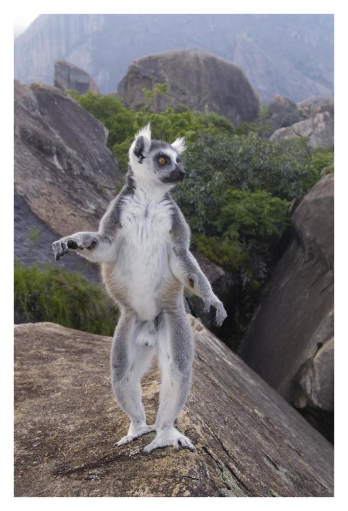 Ring-tailed Lemur male walking upright on rocks in the Andringitra Mountains, vulnerable, south central Madagascar-Paper Art-26"x38"