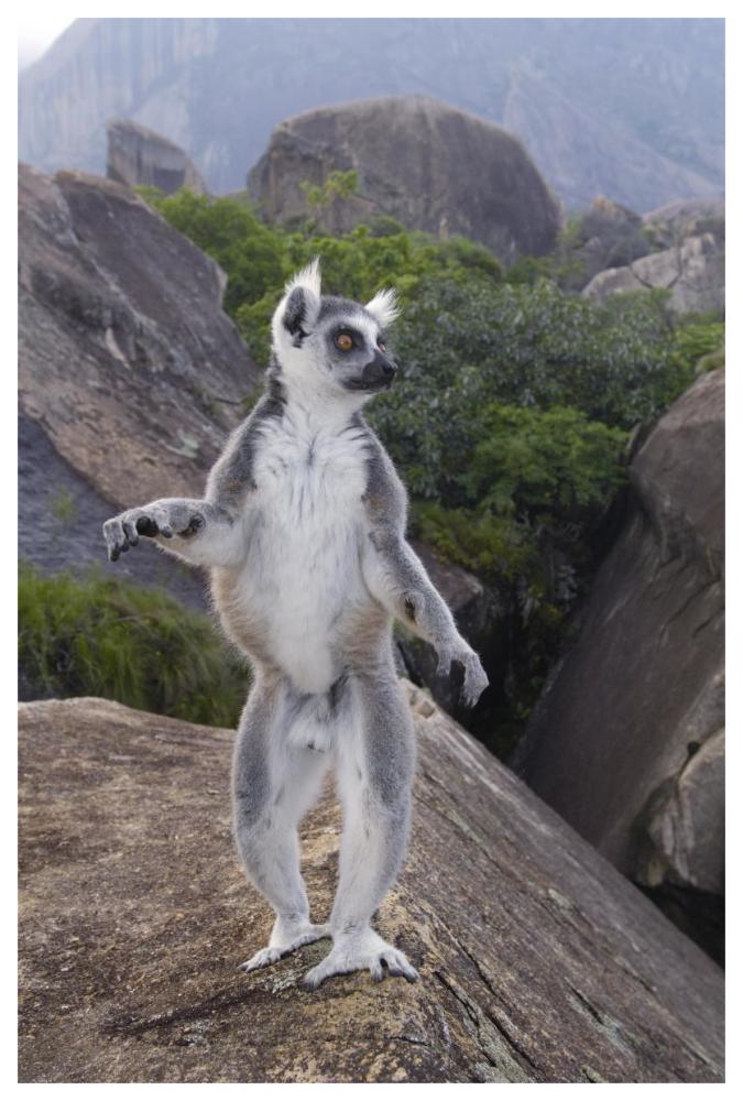 Ring-tailed Lemur male walking upright on rocks in the Andringitra Mountains, vulnerable, south central Madagascar-Paper Art-42"x62"