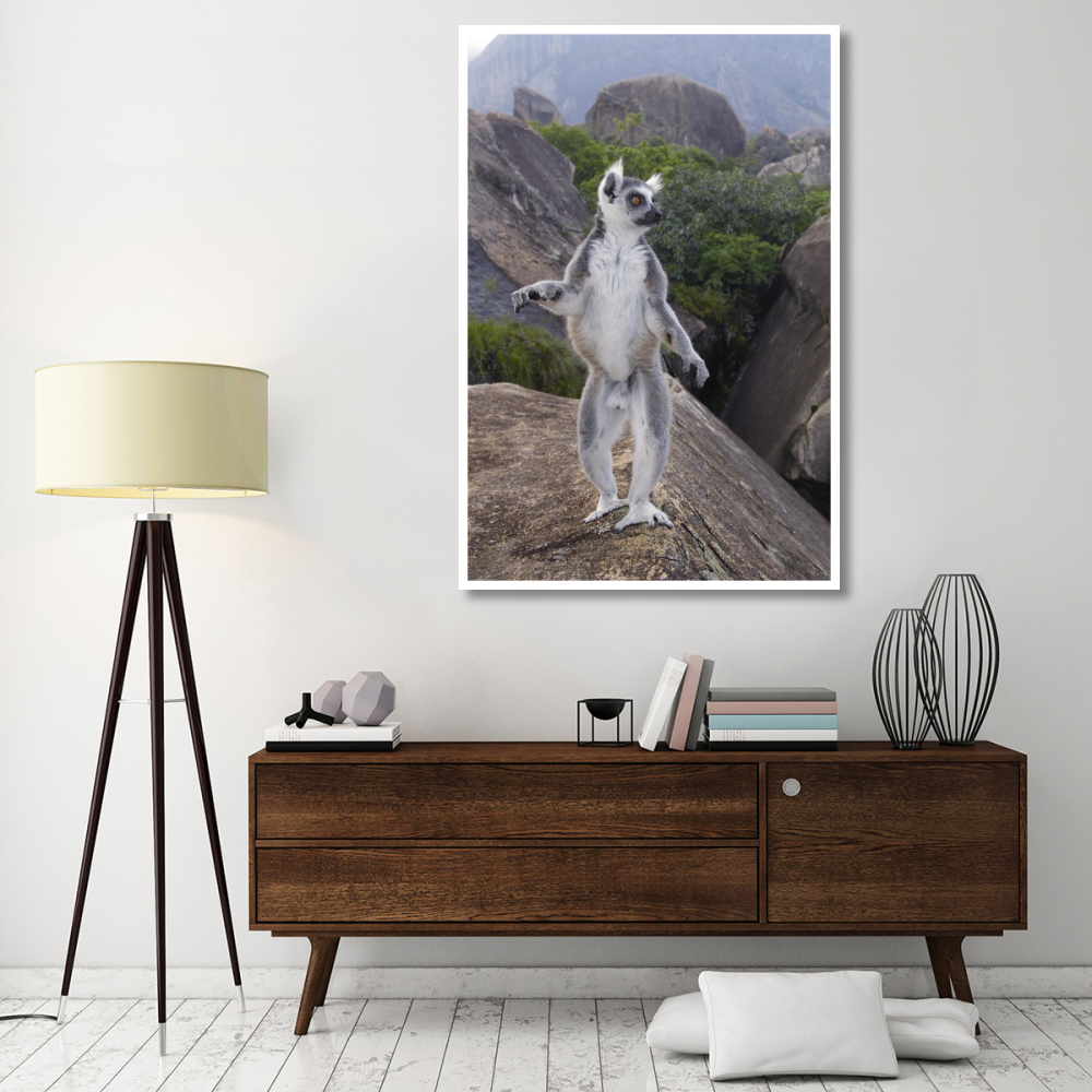 Ring-tailed Lemur male walking upright on rocks in the Andringitra Mountains, vulnerable, south central Madagascar-Paper Art-42&quotx62"