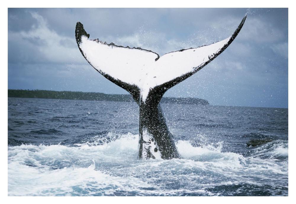 Humpback Whale tail, Tonga-Paper Art-20"x14"