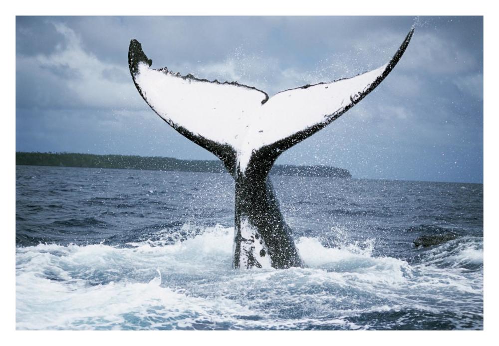 Humpback Whale tail, Tonga-Paper Art-32"x22"