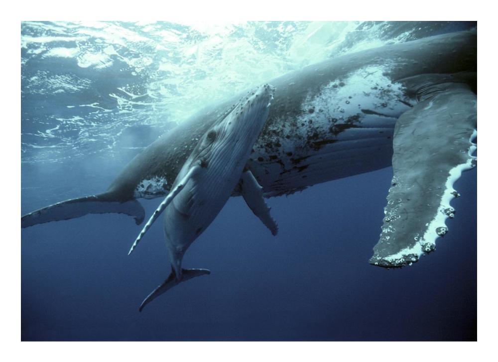 Humpback Whale mother and calf, Tonga-Paper Art-24"x17.4"