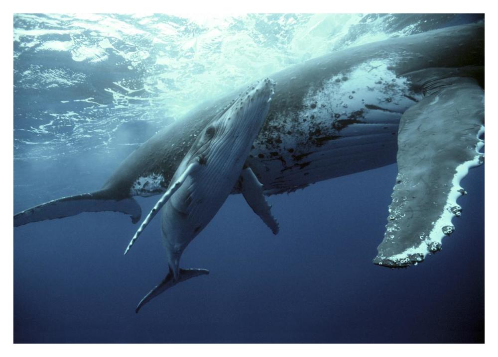 Humpback Whale mother and calf, Tonga-Paper Art-38"x27.2"