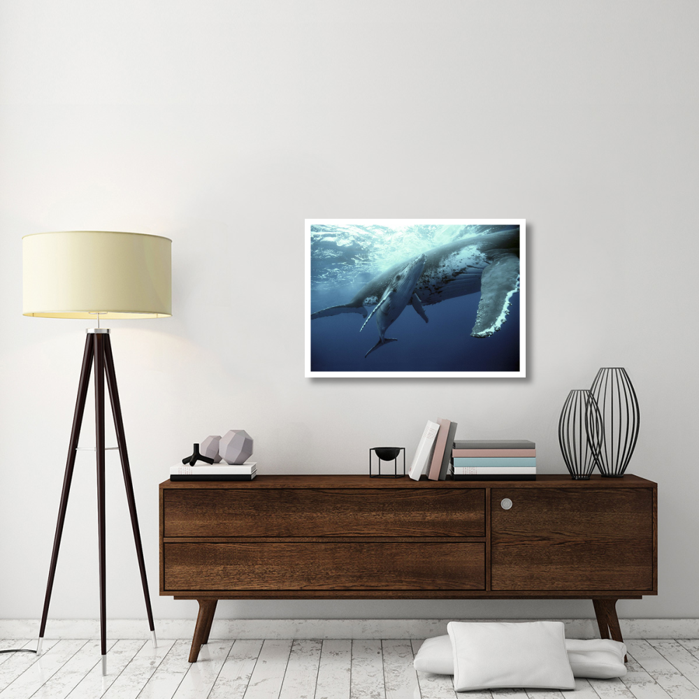 Humpback Whale mother and calf, Tonga-Paper Art-38&quotx27.2"