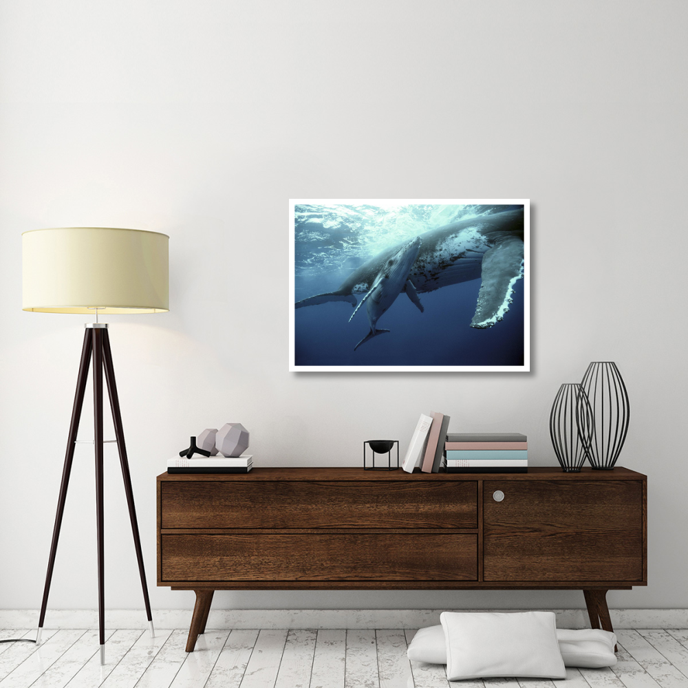 Humpback Whale mother and calf, Tonga-Paper Art-42&quotx30"