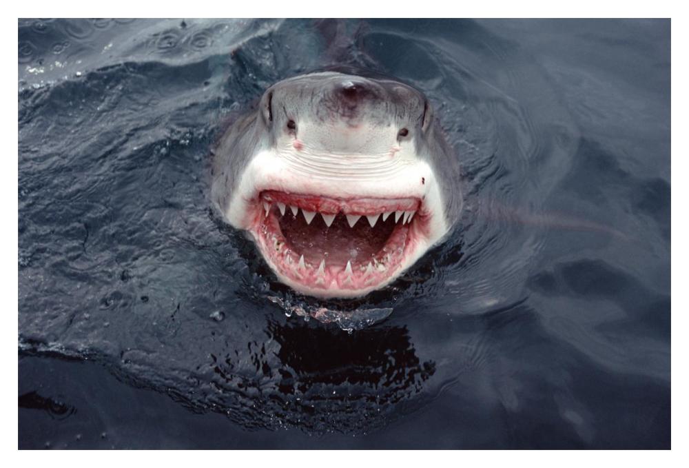 Great White Shark at surface, South Australia-Paper Art-20"x14"