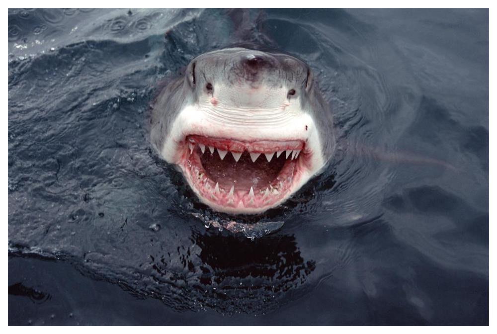 Great White Shark at surface, South Australia-Paper Art-62"x42"