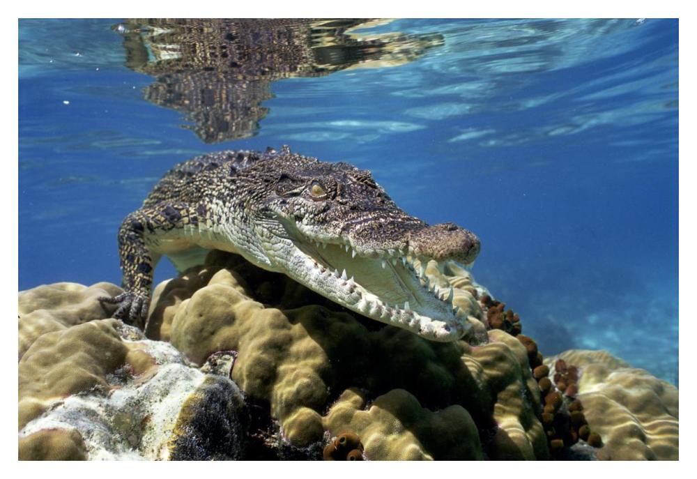 Saltwater Crocodile underwater, South Australia.-Paper Art-20"x14"