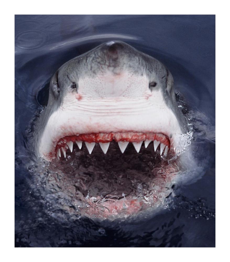 Great White Shark at surface, Cape Province, South Africa-Paper Art-15.76"x18"