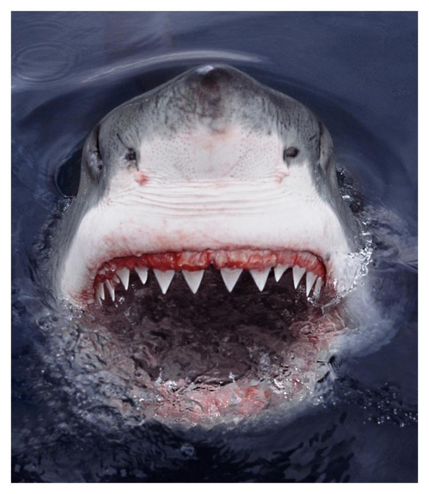 Great White Shark at surface, Cape Province, South Africa-Paper Art-39.84"x46"