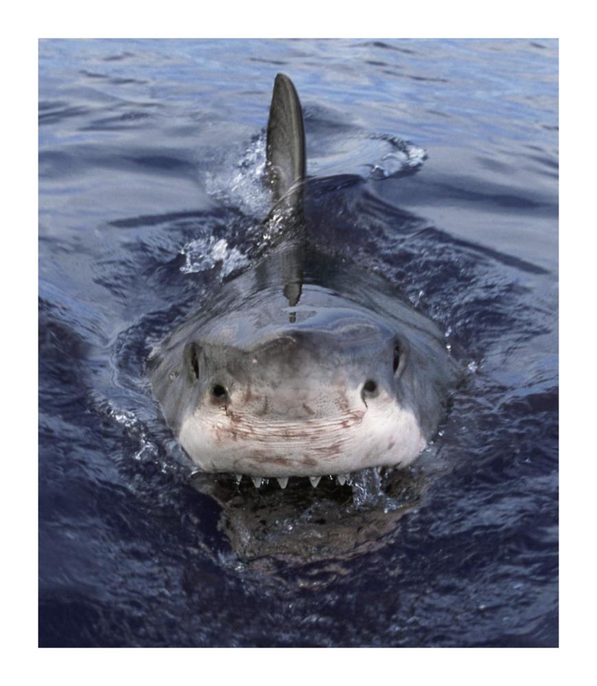 Great White Shark at surface, Cape Province, South Africa-Paper Art-15.6"x18"