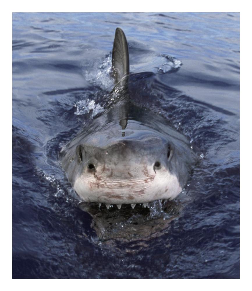Great White Shark at surface, Cape Province, South Africa-Paper Art-20.7"x24"