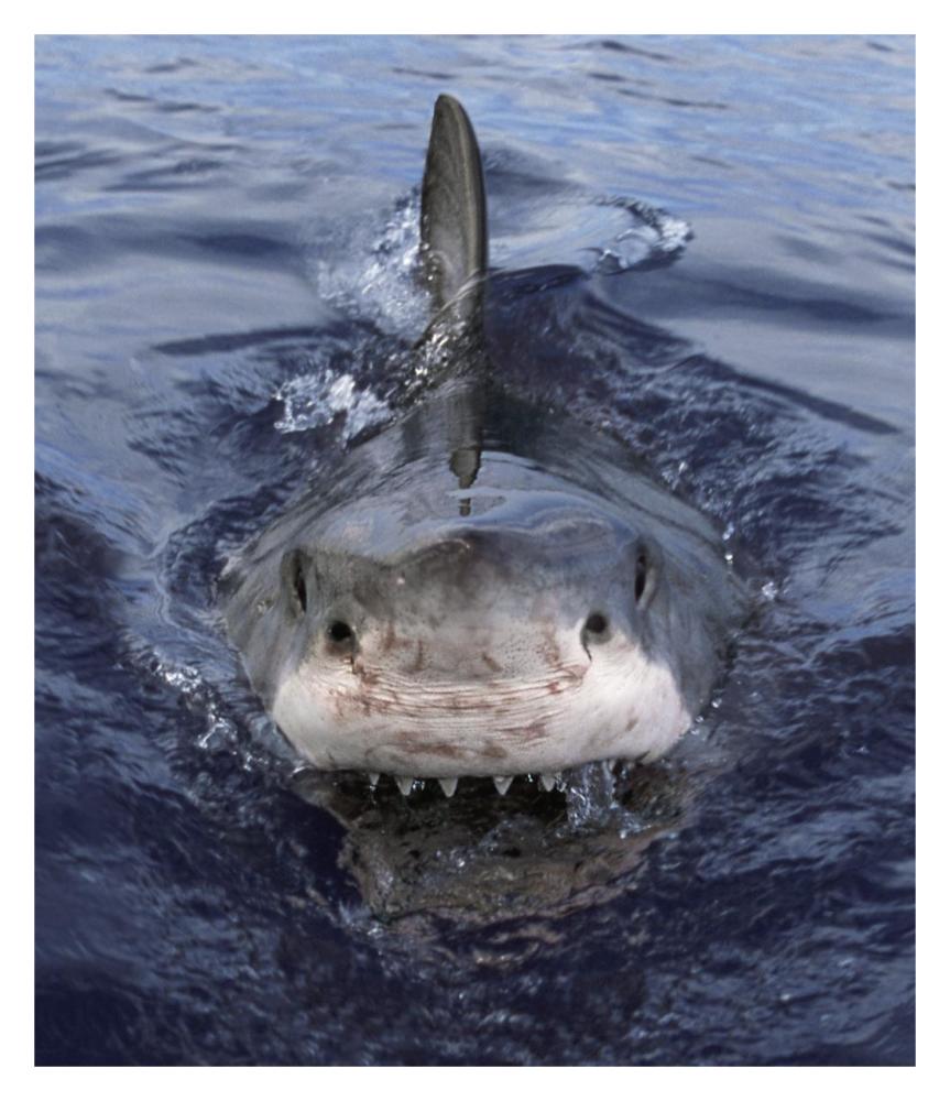 Great White Shark at surface, Cape Province, South Africa-Paper Art-27.5"x32"