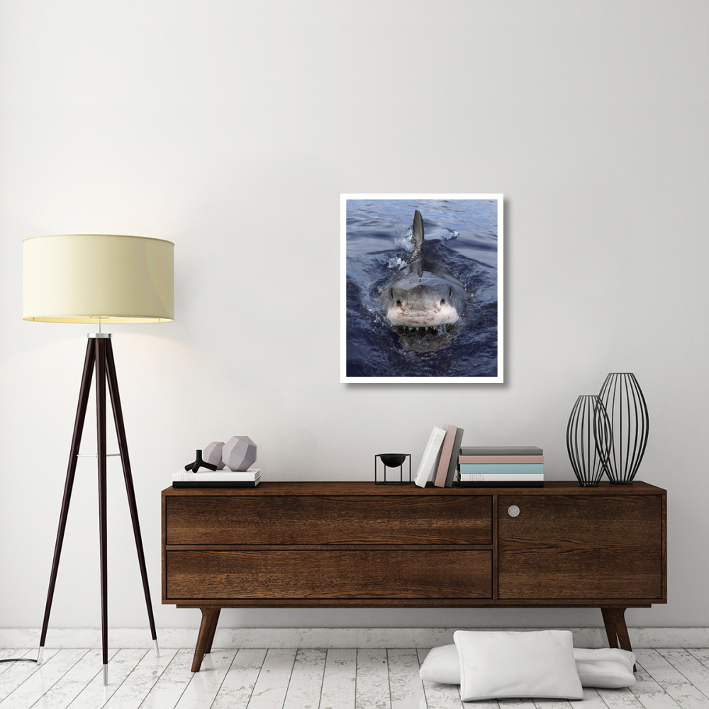 Great White Shark at surface, Cape Province, South Africa-Paper Art-27.5&quotx32"