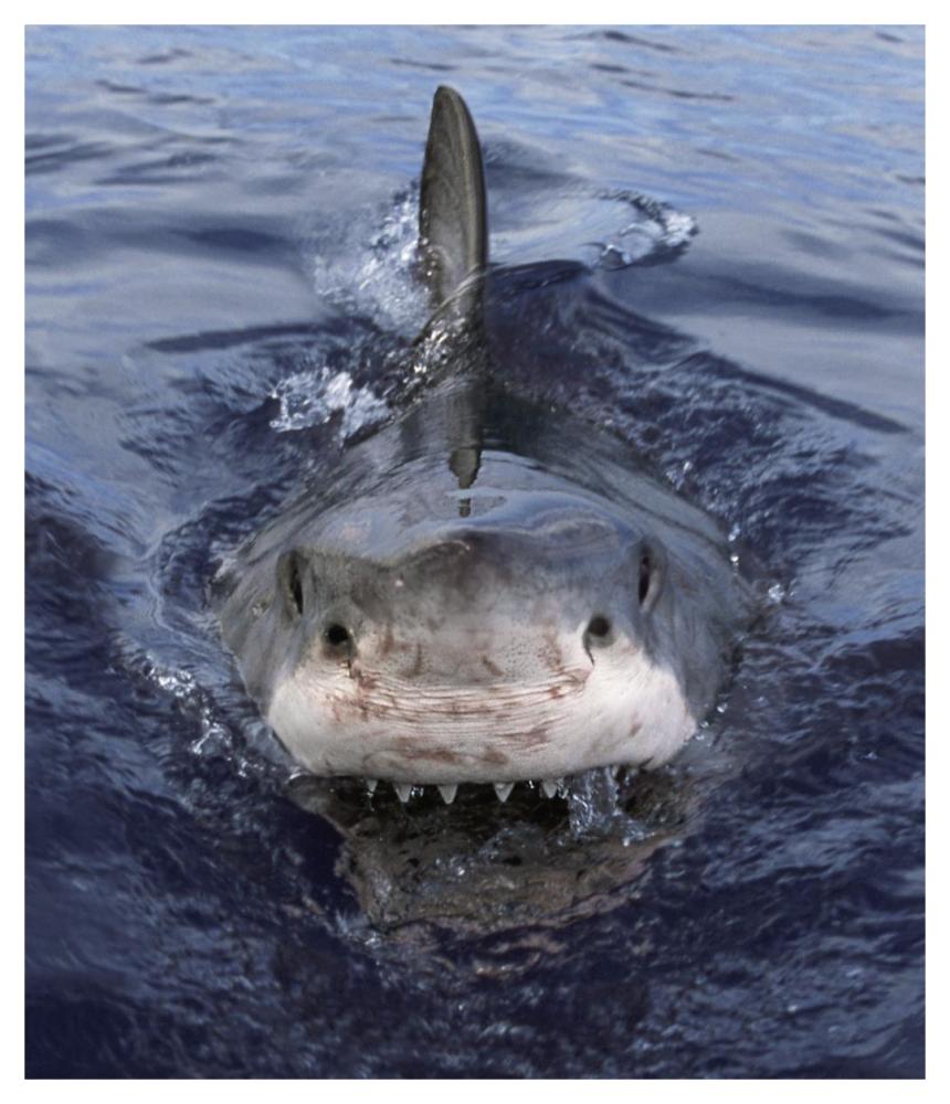 Great White Shark at surface, Cape Province, South Africa-Paper Art-39.4"x46"