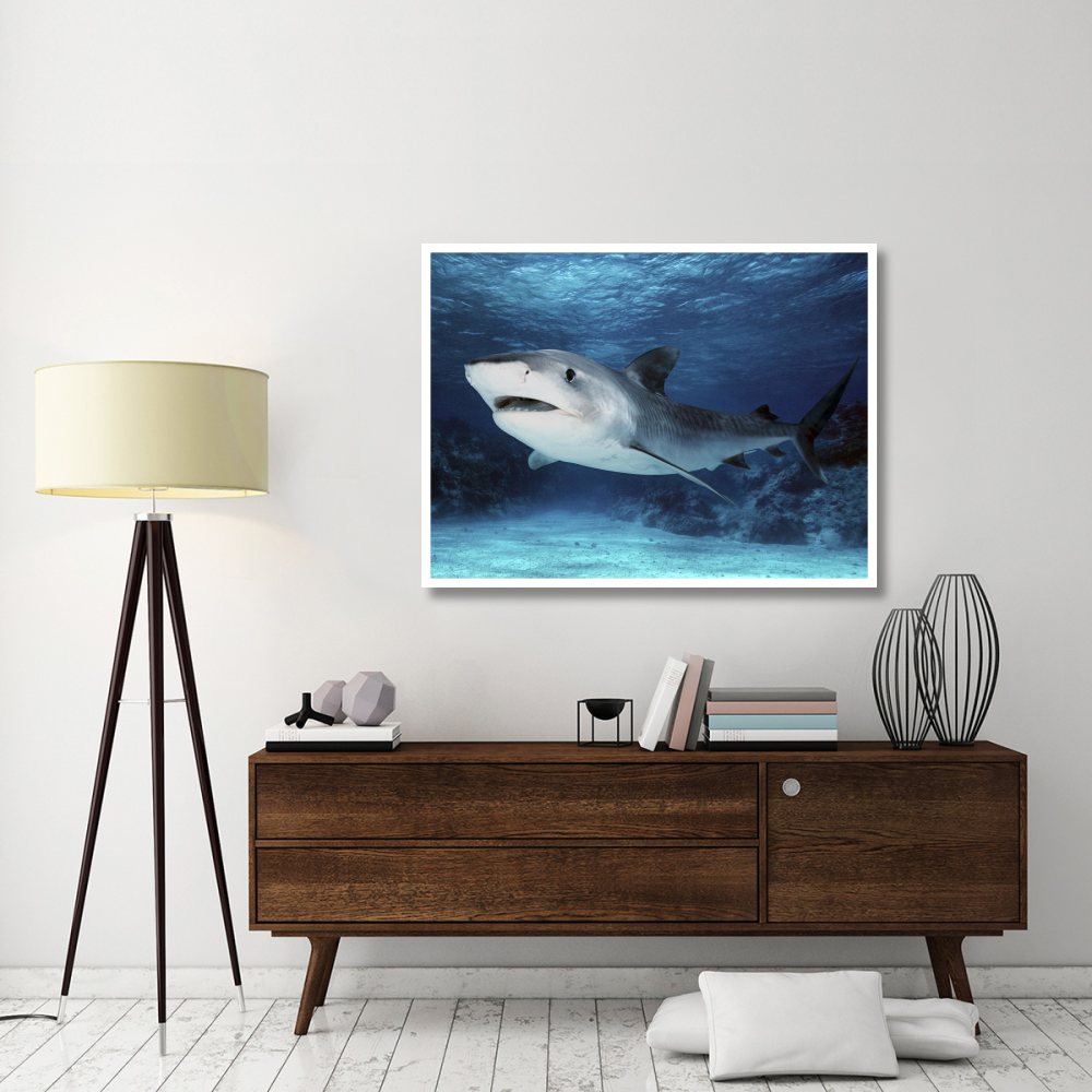 Tiger Shark, Great Barrier Reef, Australia. Digitally modified.-Paper Art-50&quotx38"