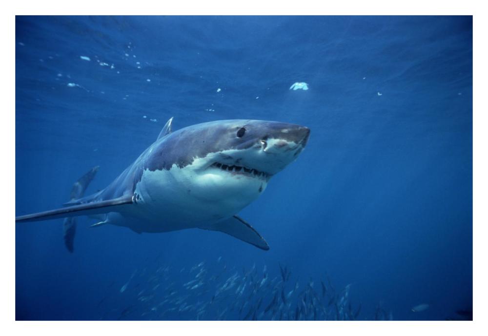 Great White Shark swimming underwater, Neptune Islands, South Australia-Paper Art-32"x22"