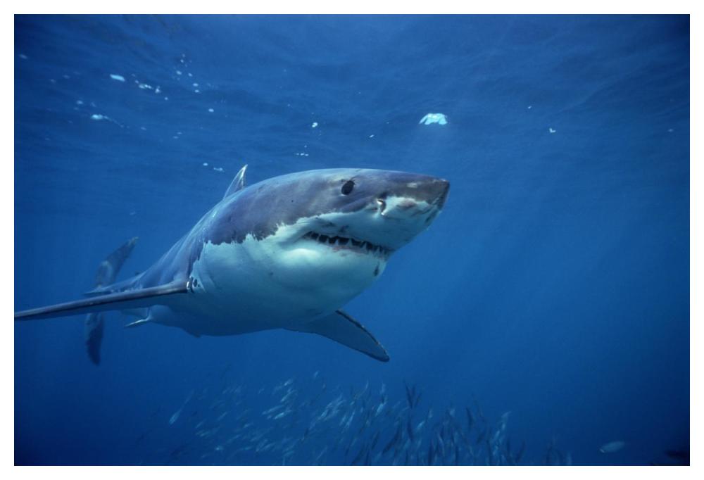 Great White Shark swimming underwater, Neptune Islands, South Australia-Paper Art-50"x34"