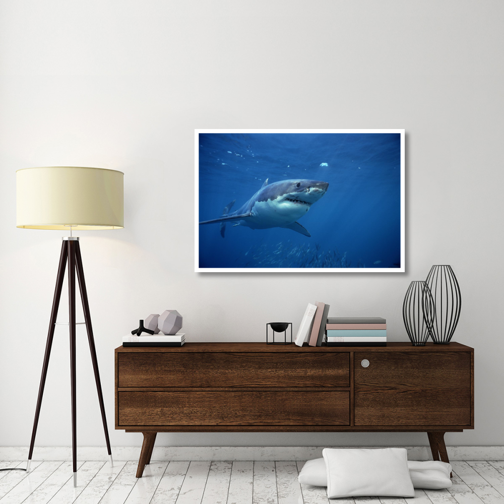 Great White Shark swimming underwater, Neptune Islands, South Australia-Paper Art-50&quotx34"