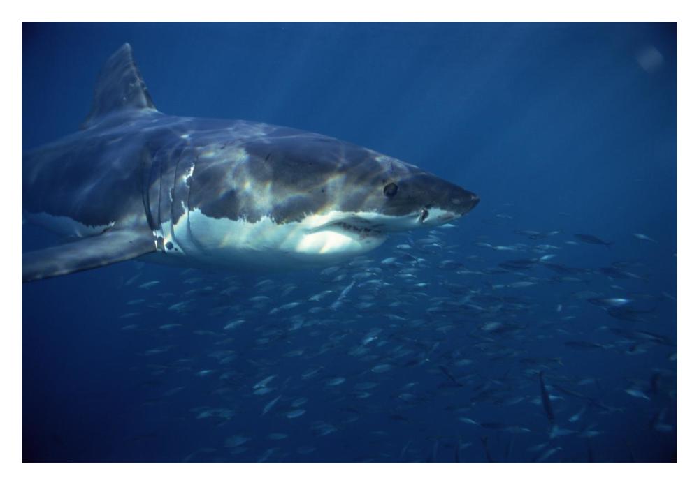 Great White Shark swimming underwater, Neptune Islands, South Australia-Paper Art-32"x22"