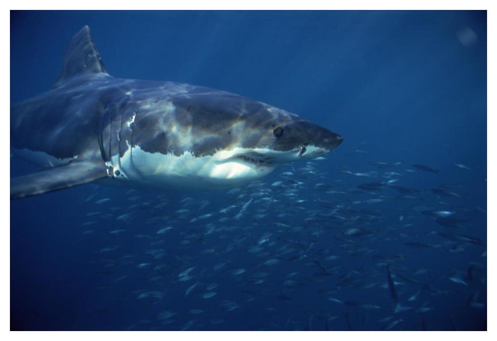 Great White Shark swimming underwater, Neptune Islands, South Australia-Paper Art-50"x34"