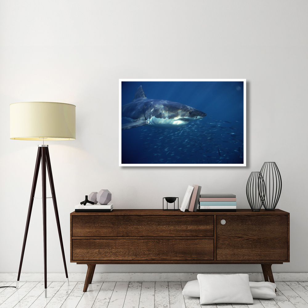 Great White Shark swimming underwater, Neptune Islands, South Australia-Paper Art-50&quotx34"