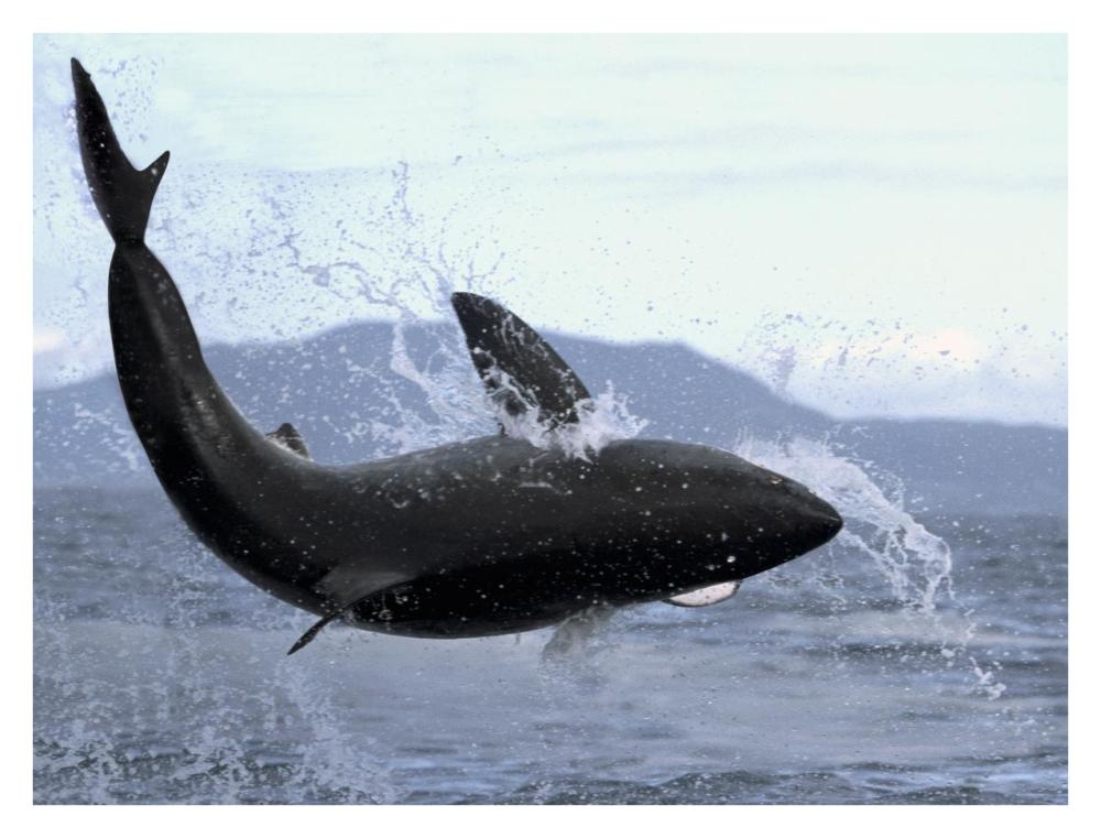Great White Shark leaping out of water to catch seal, False Bay, South Africa-Paper Art-34"x26"