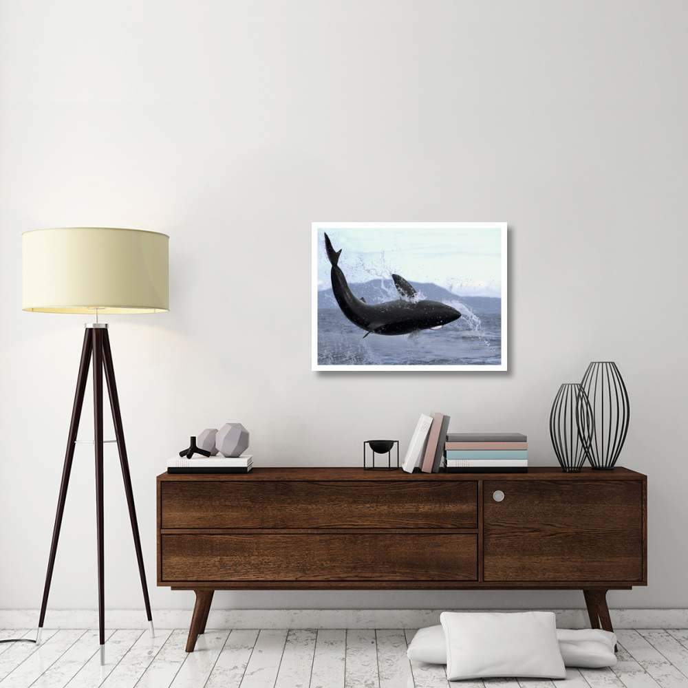 Great White Shark leaping out of water to catch seal, False Bay, South Africa-Paper Art-34&quotx26"