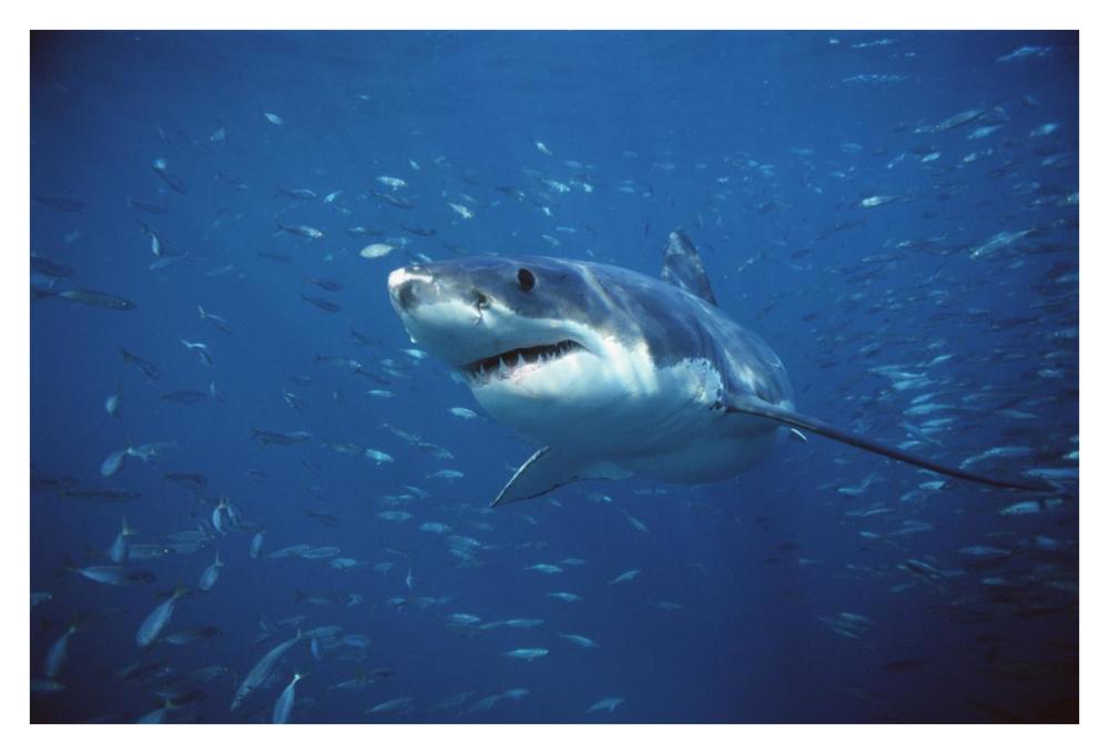 Great White Shark swimming through a school of fish, Neptune Islands, South Australia-Paper Art-38"x26"
