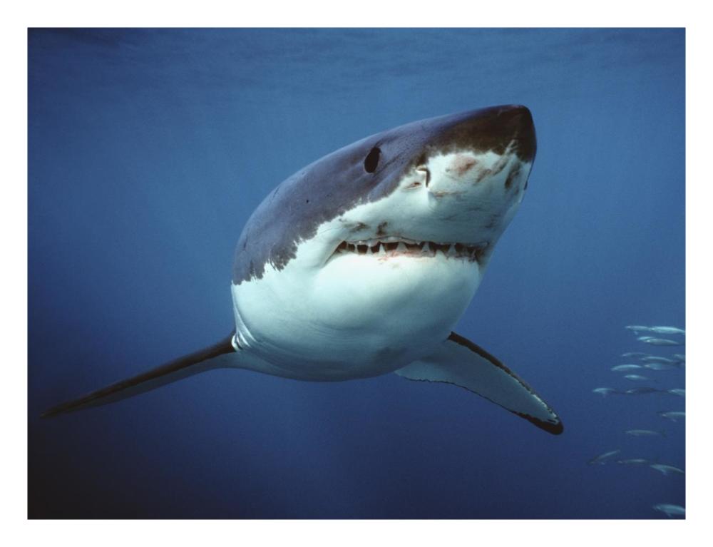 Great White Shark swimming underwater, Neptune Islands, Australia. Digitally enhanced-Paper Art-26"x20"