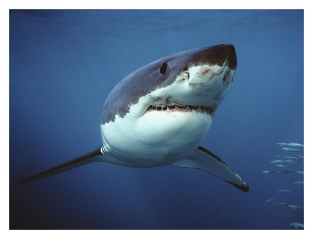 Great White Shark swimming underwater, Neptune Islands, Australia. Digitally enhanced-Paper Art-34"x26"