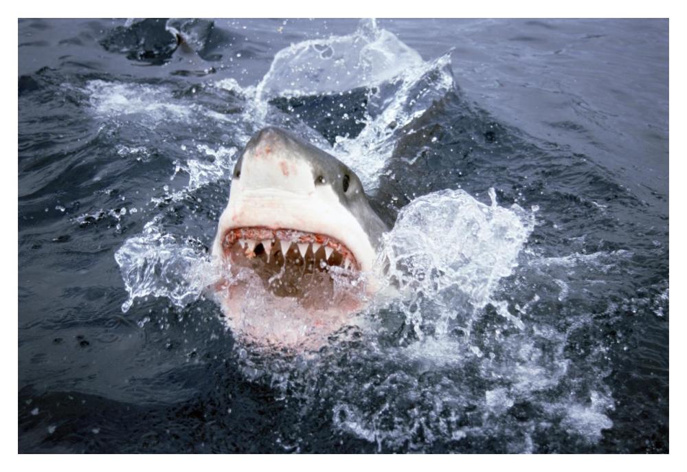 Great White Shark breaking surface of water to feed, Neptune Islands, South Australia-Paper Art-20"x14"