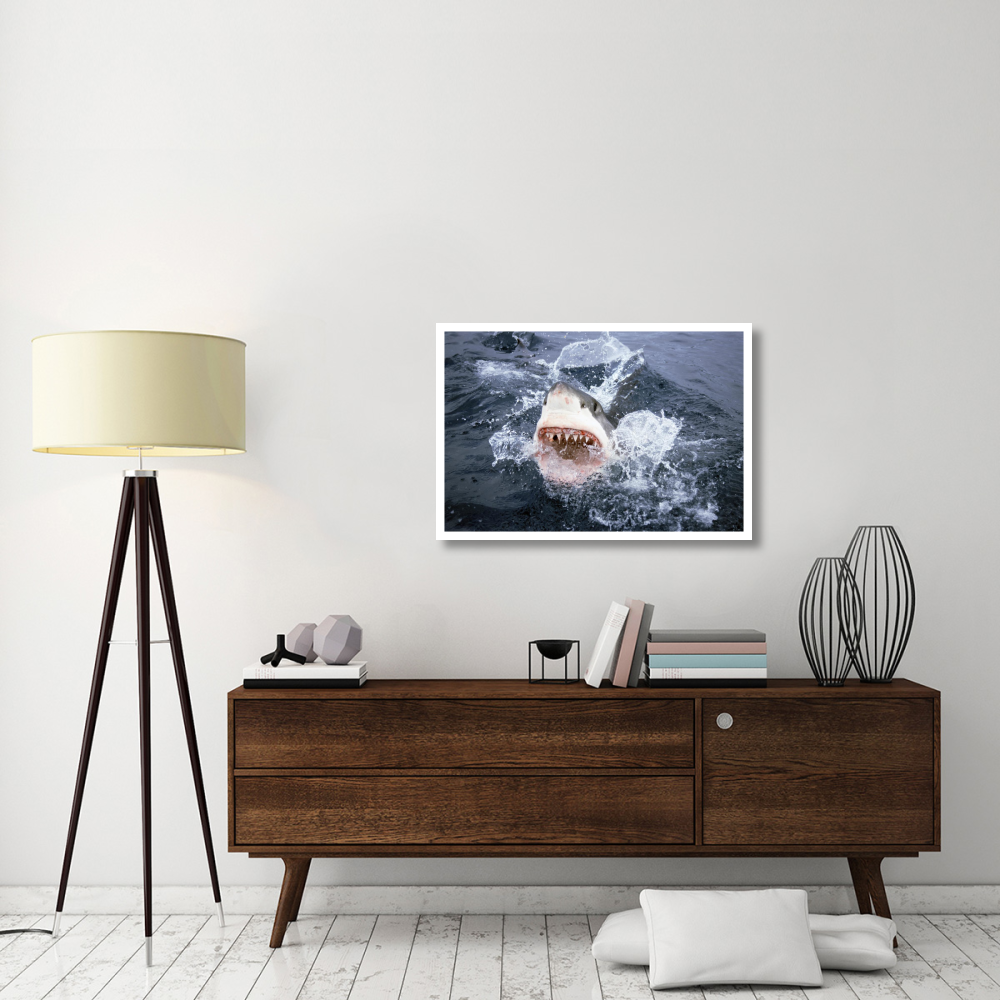 Great White Shark breaking surface of water to feed, Neptune Islands, South Australia-Paper Art-38&quotx26"
