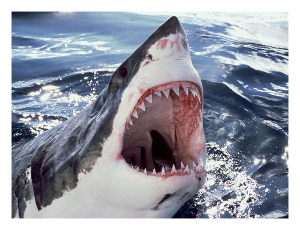 Great White Shark at surface with open mouth, Neptune Islands, Australia. Digitally enhanced.-Paper Art-26"x20"