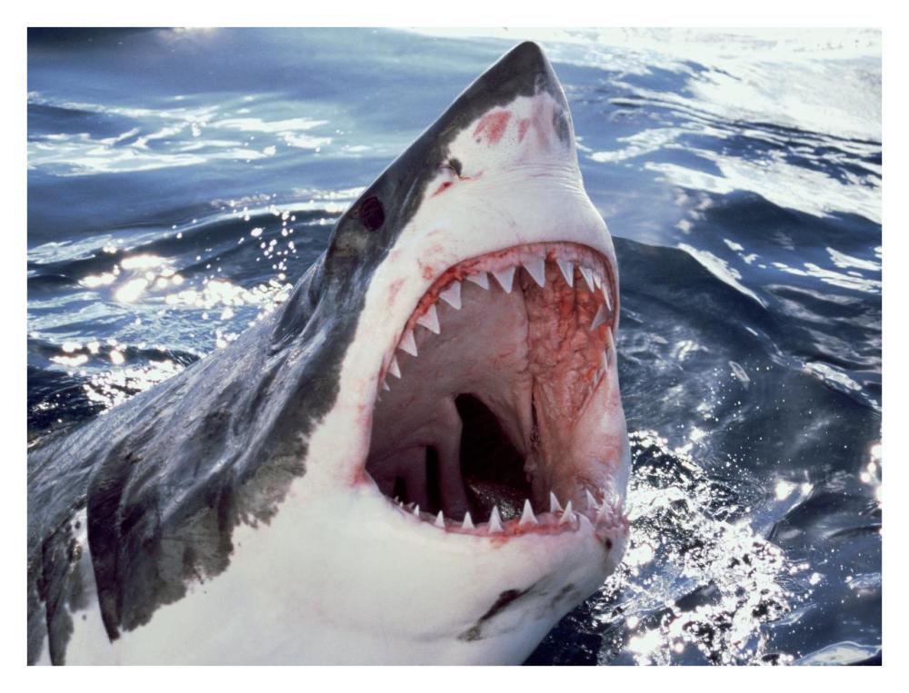 Great White Shark at surface with open mouth, Neptune Islands, Australia. Digitally enhanced.-Paper Art-34"x26"