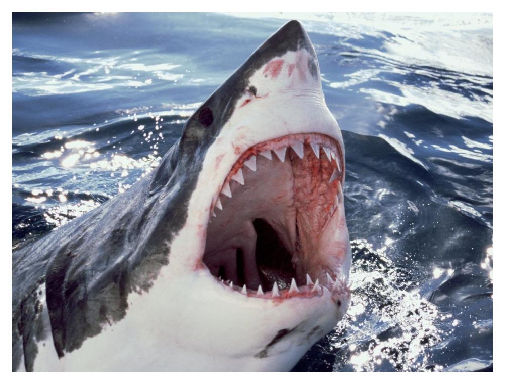 Great White Shark at surface with open mouth, Neptune Islands, Australia. Digitally enhanced.-Paper Art-42"x32"