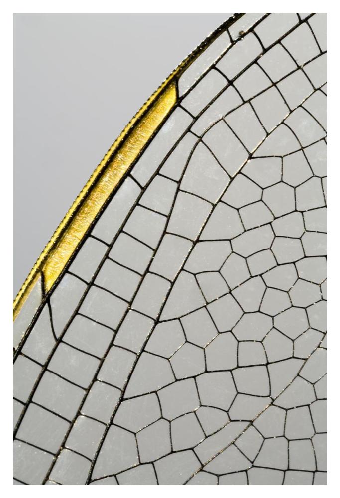 Emperor Dragonfly wing, Den Helder, Netherlands-Paper Art-14"x20"
