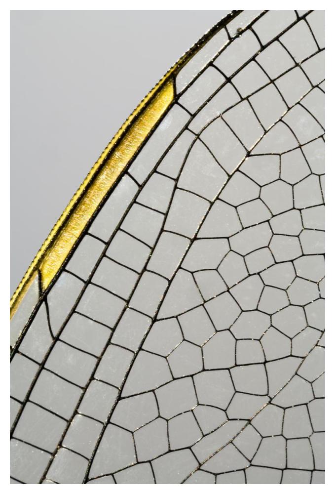 Emperor Dragonfly wing, Den Helder, Netherlands-Paper Art-34"x50"
