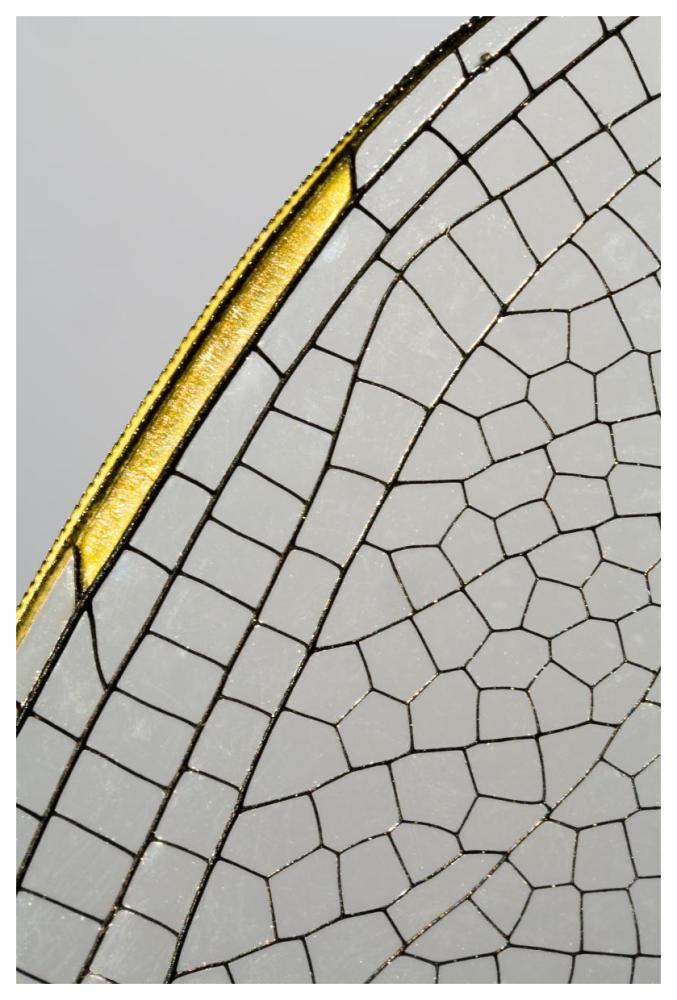 Emperor Dragonfly wing, Den Helder, Netherlands-Paper Art-42"x62"