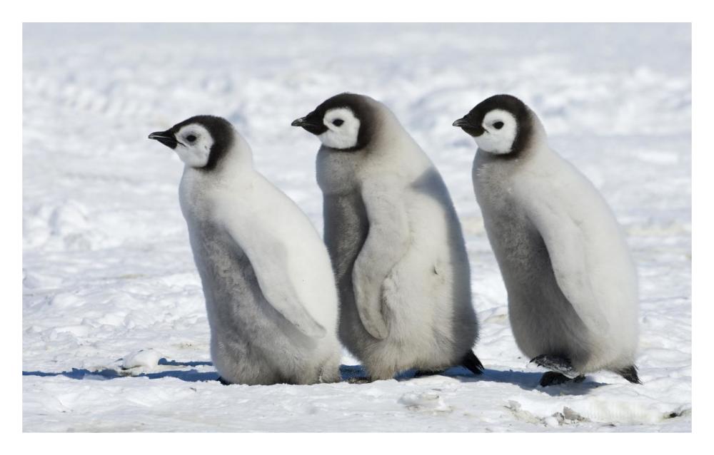 Emperor Penguin chicks walking, Antarctica-Paper Art-32"x20.3"