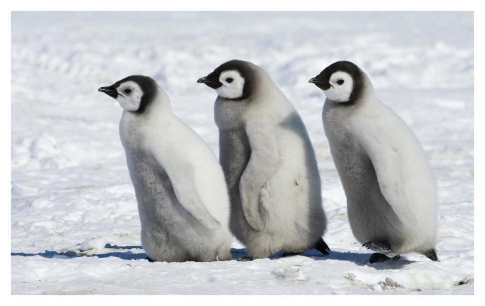 Emperor Penguin chicks walking, Antarctica-Paper Art-46"x28.84"