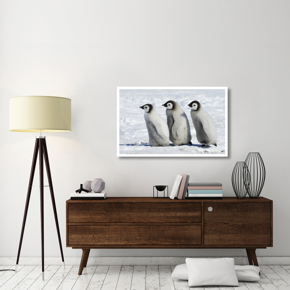 Emperor Penguin chicks walking, Antarctica-Paper Art-46&quotx28.84"