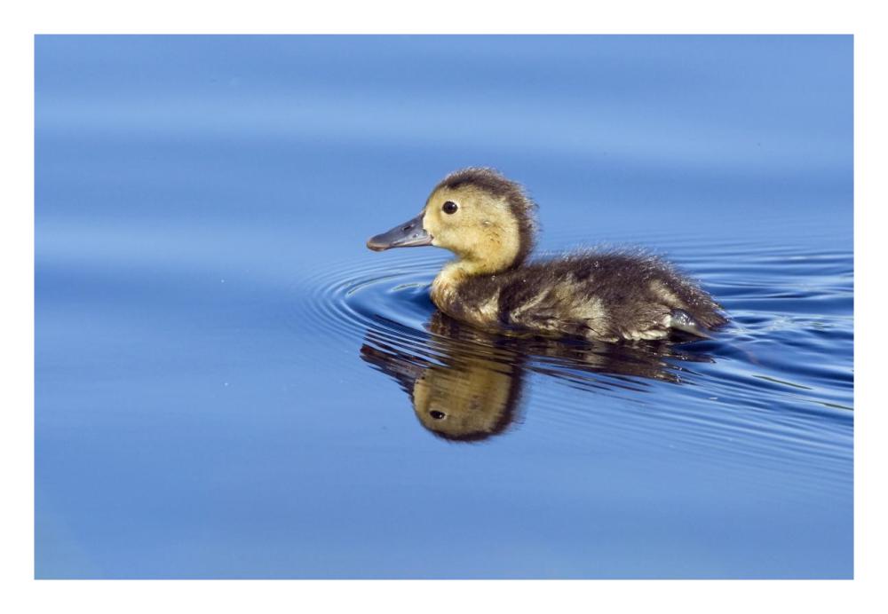 Common Pochard chick swimming, De Groote Peel National Park, Netherlands-Paper Art-26"x18"