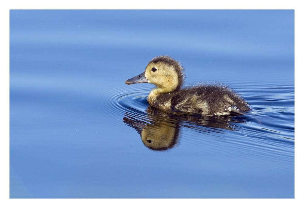 Common Pochard chick swimming, De Groote Peel National Park, Netherlands-Paper Art-32"x22"