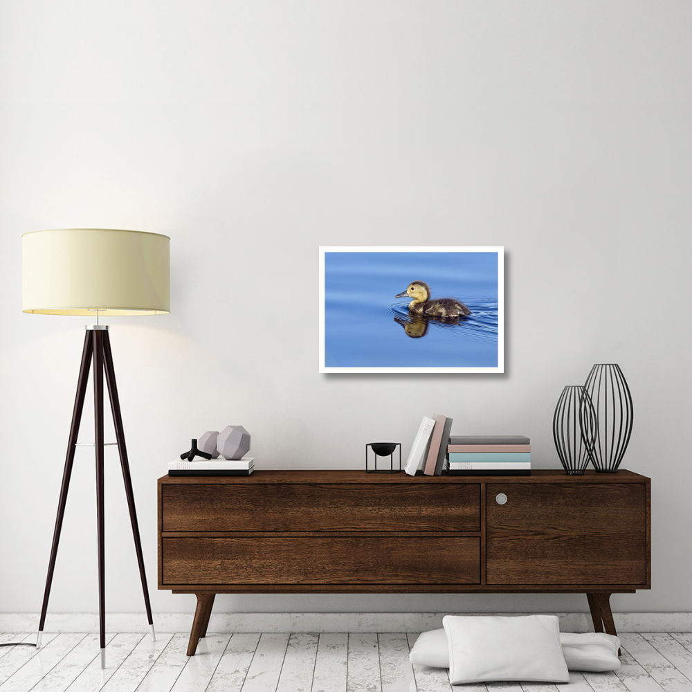 Common Pochard chick swimming, De Groote Peel National Park, Netherlands-Paper Art-32&quotx22"